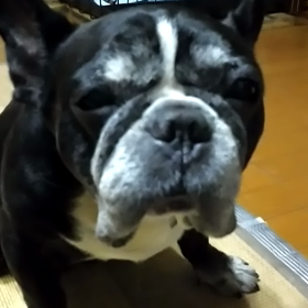 お煎餅の画像