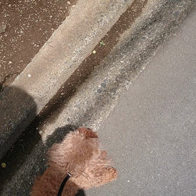 お散歩の画像