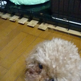 居候くんの画像