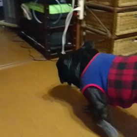 てんこの画像