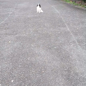 遠隔の画像