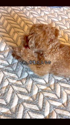 犬の動画の記事動画