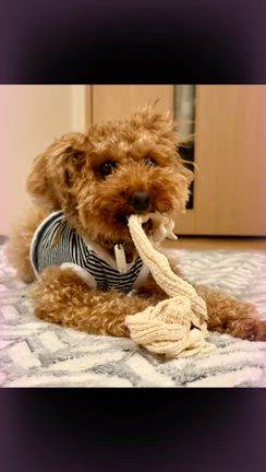 犬の動画の記事動画