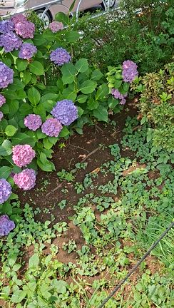 紫陽花の記事動画