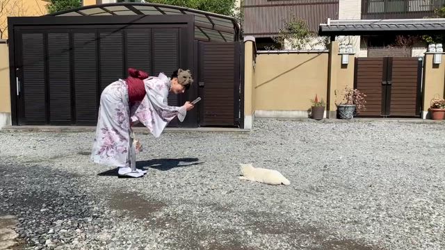 今戸神社の白猫ナミちゃんの記事動画