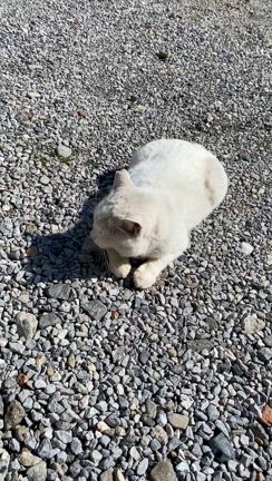 今戸神社の白猫ナミちゃんの記事動画