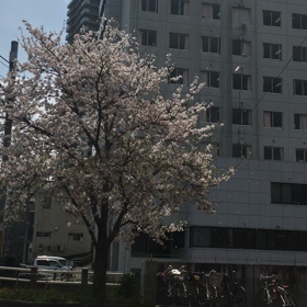 春を感じました！の画像