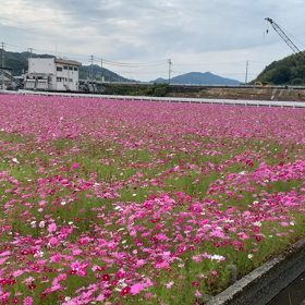 ゆっくりの画像