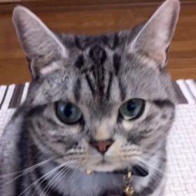 ただいまの画像