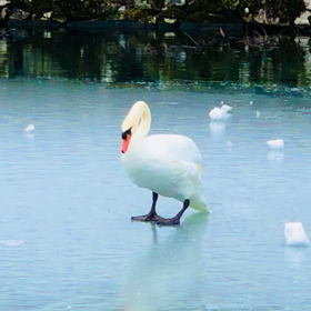 彦根城の白鳥♡の画像
