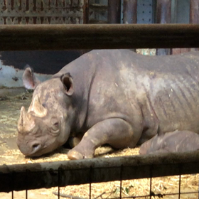 とべ動物園クロサイの赤ちゃん！の画像