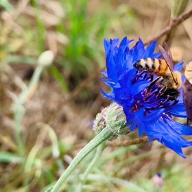 花とミツバチの画像