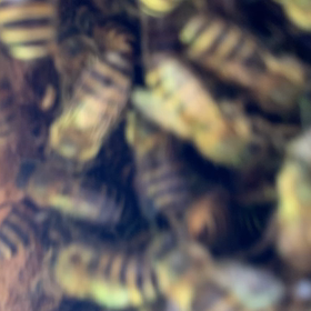 2023/04/13 イチロー　四度目の分峰　六助の画像