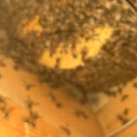 5/19 2回目、分峰したなぁの画像