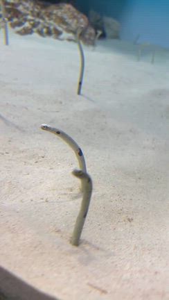 連休と治療論の記事動画