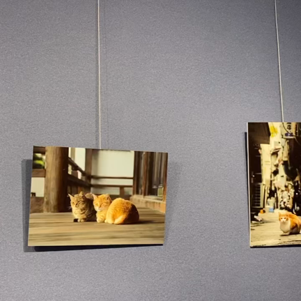 3日より猫写真展が始まります♪の記事動画