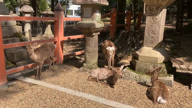 魂の繋がる場所〜私に伝わるもの⑤〜京都&奈良の旅2021.4.19〜20の記事動画
