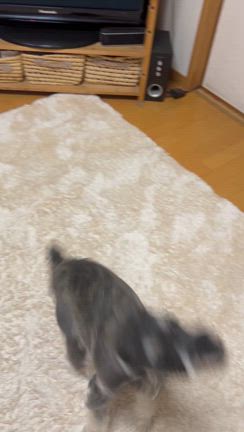 6月4日　愛犬ルークお家記念日1周年の記事動画