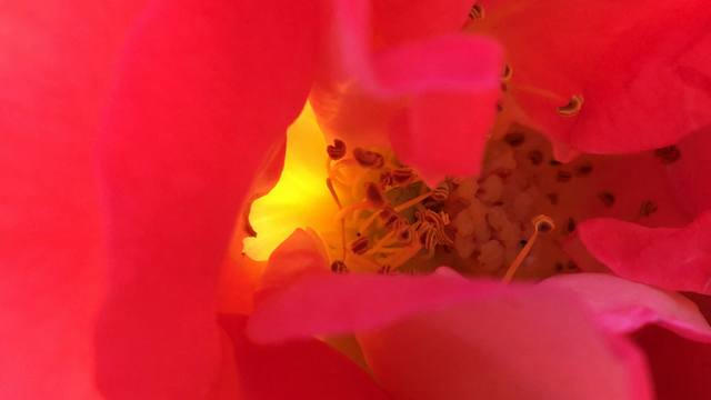薔薇の香炉？♡こんな光知らなかったー＼(^o^)／の記事動画
