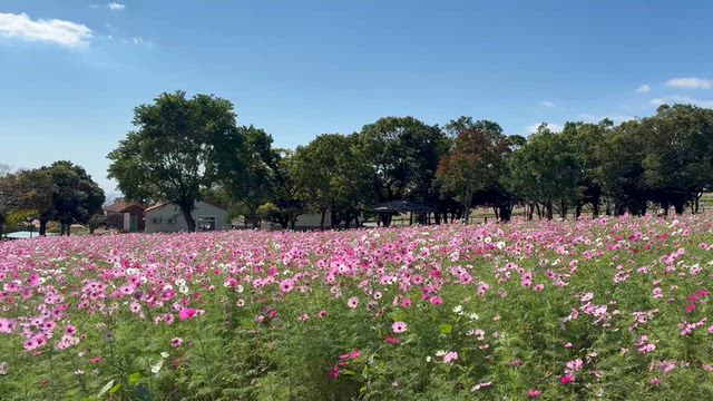 母とあぐりの丘へ！の記事動画