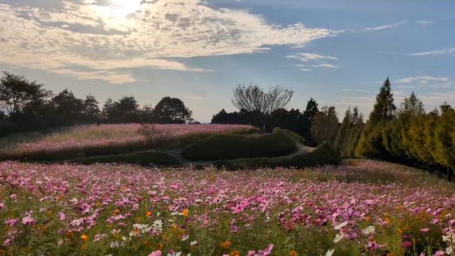 大村・松本ツツジ園コスモスが見頃〜❤️の記事動画