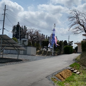 鯉のぼりを上げました。の画像