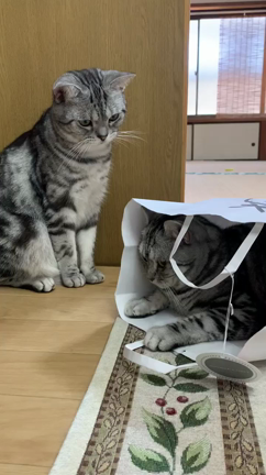 かわいいニャンズの記事動画