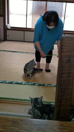 秘書Kさんとニャンズの記事動画