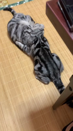 仲良くケンカしてますの記事動画