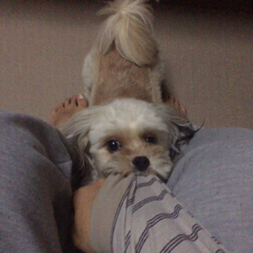 2016.06.12 引っ張りっこ。の画像