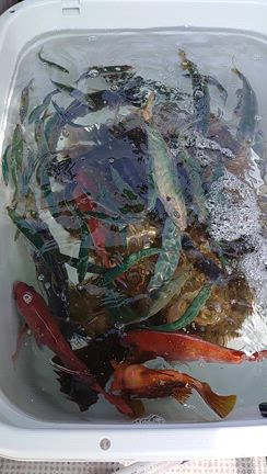 ３月２９日　ライト落とし込みの記事動画