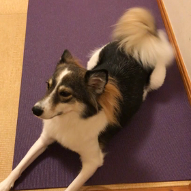 しっぽの画像