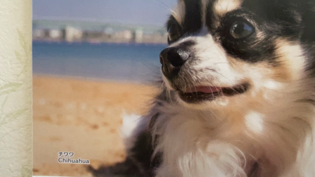 Chihuahuaの記事動画