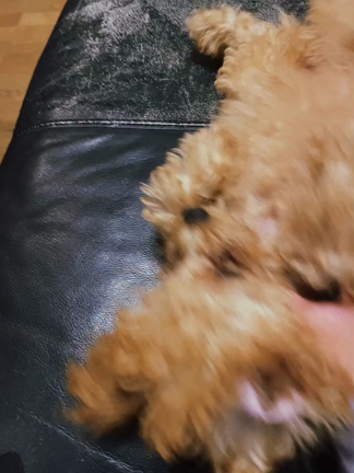 甘噛みするからの記事動画
