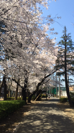 さようならノエル、ありがとうノエルの記事動画