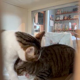キンパくんと八重ちゃんは仲良しの画像