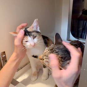 穏やかな猫の画像
