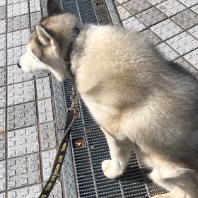 リーダーを区別して座り込みするポラの画像