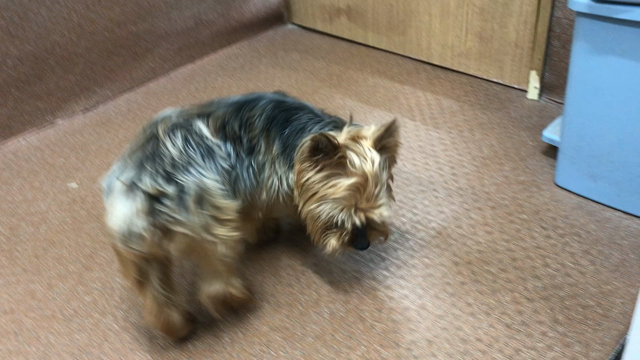 ペット用滑り止めフッドパッド　PAW　WING　のお話。の記事動画