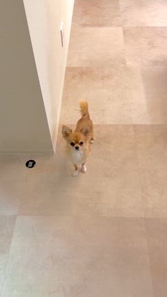 サブレちゃんお誕生日迎えましたの記事動画