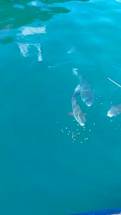 城渡船　釣果　9月9日　月曜日の記事動画