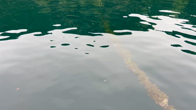 城渡船　釣果　4月26日　金曜日の記事動画