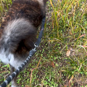 動画ですの画像