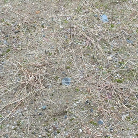わたくしの宅地ですの画像
