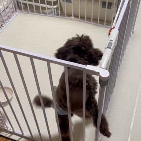 預かりボランティア始めました。。。のサムネイル画像