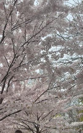 【トロントは桜が満開】お花見(？)@Centennial Parkの記事動画