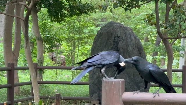 カラスのランチの記事動画