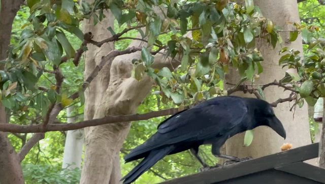 カラスのランチの記事動画