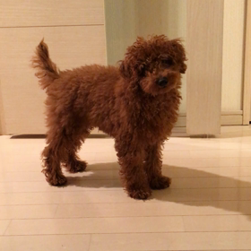 犬語で話しかけてみた件の画像