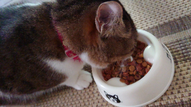 猫のひとくちフルコース❤️LUNAの記事動画